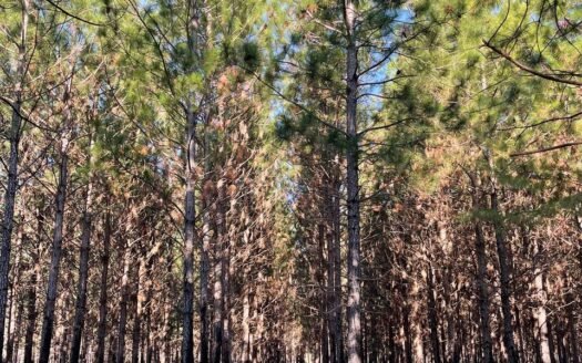 Campo EL CARRIZAL en venta.