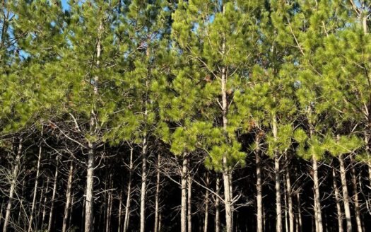 Campo EL CARRIZAL en venta.