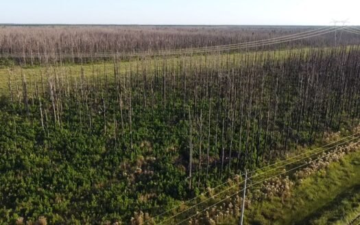 Campo LA NEGRITA en venta