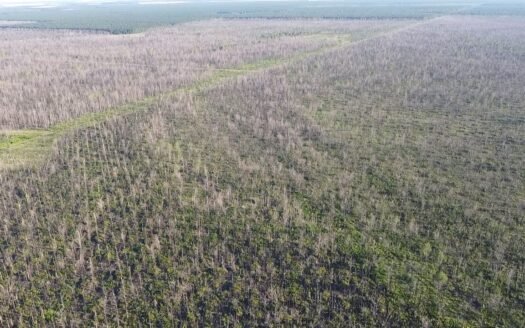 Campo LA NEGRITA en venta